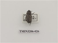 藏品(鏽鍬形蟲)的圖片